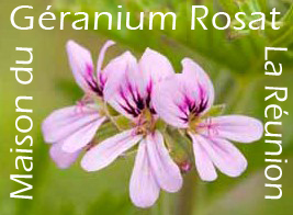 Géranium rosat, La Moisson
